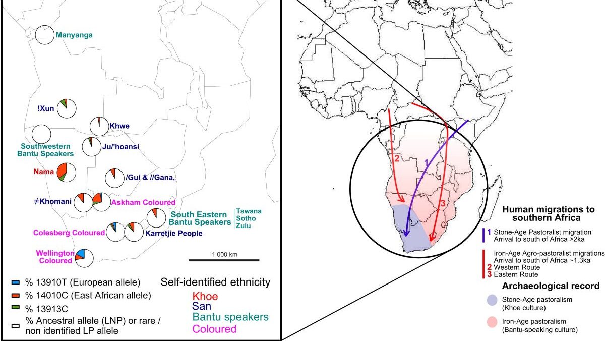 Lactase Persistence Alleles Reveal Partial East African Ancestry of Southern African Khoe Pastoralists