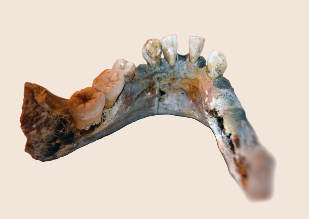 Mandible of Matjes River 1 woman who lived 7900 years ago in southern Africa. The material is housed at the Bloemfontein Museum, South Africa. Photos: Mattias Jakobsson
